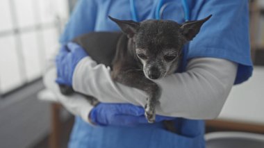 A veterinarian in blue scrubs tenderly holds a senior chihuahua during a medical examination in a vet clinic. clipart