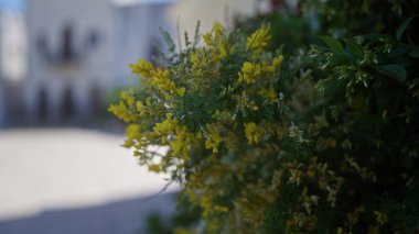 Detailed image of bright yellow flowers of the plant coronilla emerus, also known as shrubby scorpion-vetch, blooming in an outdoor setting in puglia, southern italy. clipart