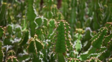Kanarya adası olarak da bilinen Euphorbia kanaryasının, Lanzarote 'un kaktüs bahçesinin parlak günışığında, açık havada gelişmekte olduğu görülmektedir..