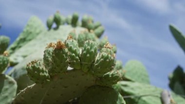 Dikenli armut kaktüsü opuntia ficus-indica güneşli mavi gökyüzünün altında gelişiyor Mallorca 'da, balkulaik adalarda.