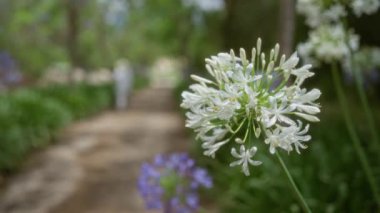 Mallorca 'da yemyeşil bir bahçe yolunda açan agapanthus africanus çiçeğinin yakın çekimi, balkulak adaları, açık havada canlı renkler ve doğal güzellikler sergiliyor..