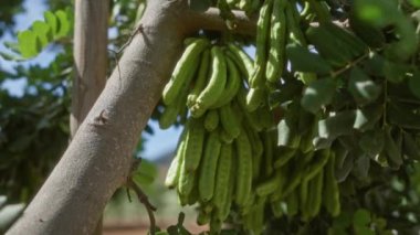 Yeşil keçiboynuzu kapsülleri olan keçiboynuzu ağacı Mallorca 'nın dallarından sarkan, yemyeşil yapraklar ve canlı güneş ışığıyla çevrili..