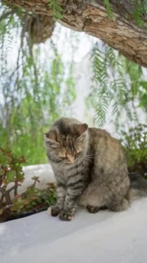 Ağaçların altında, yemyeşil yaprakları olan açık hava kedisi gün ışığında beyaz bir çıkıntıda oturuyor.