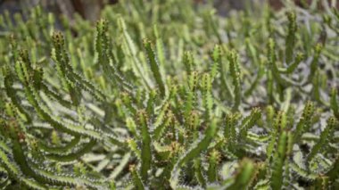 Kanarya adaları olarak bilinen Euphorbia kanariensis, günışığında Lanzarote 'nin açık kaktüs bahçesinde yemyeşil, dikenli, sulu yapısını sergiliyor..
