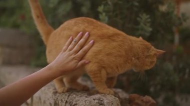 Kızıl kediye dokunarak taş duvarda yürüyordu. Etrafı yeşilliklerle çevriliydi.