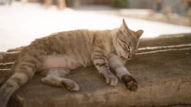Uyuyan kedi rahat bir şekilde güneşli bir yerde dinleniyor. Huzurlu bir doğal ortamda saf sükunet ve huzur sergiliyor.
