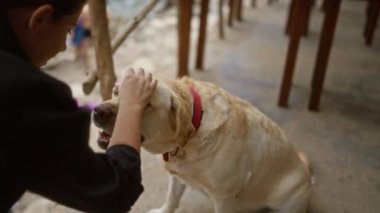 Cala Deia 'da, Mallorca' da, İspanya 'da köpek besleyen kadın deniz kenarında huzurlu bir ilişkinin tadını çıkarıyor.