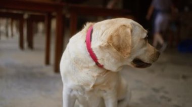 Labrador Retriever, kırmızı yakalı ahşap bir açık hava ortamında, arka plandaki çocuklar rahat ve eğlenceli bir atmosfer yaratırken,.