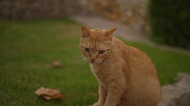 Yeşil çimlerin üzerinde oturan kızıl kedi arka planda bulanık sonbahar yaprakları görünür.