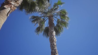Açık mavi gökyüzüne karşı tropikal bir palmiye manzarası doğal güzellik ve sükuneti temsil ediyor..