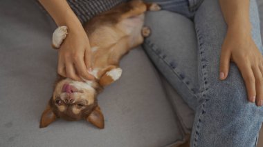 Genç bir kadın oturma odasında otururken nazikçe chihuahua 'sını okşuyor, evcil hayvan ve sahibi arasındaki sevgi dolu bağı sergiliyor..