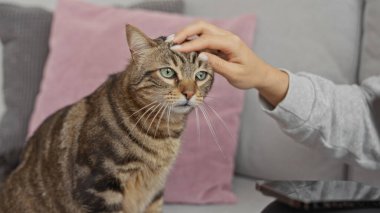 İspanyol bir kadın, sıcak bir oturma odasında kedisini nazikçe okşayıp bağlarını ve ev ortamının sıcaklığını gösteriyor..