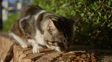 Güneşli bir günde yeşil yapraklarla çevrili şehir parkındaki taştan bir bankta kedi yiyor.