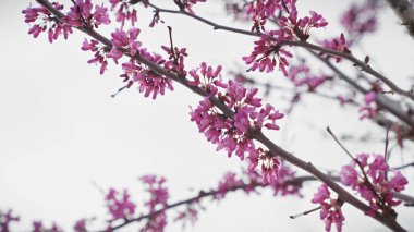 Pink cercis flowers blooming on a judas tree in spring against a soft-focus background in murcia, spain clipart