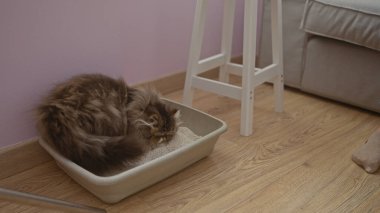 Yumuşak bir kedi, ahşap döşemeli ve yumuşak ışıklandırmalı, kapalı bir apartman dairesinde, bir çöp kutusunun yanında uyuyor..