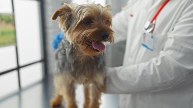 Parlak bir veteriner kliniğinde küçük bir köpeği tutan erkek veteriner profesyonel bir tıbbi çevrede evcil hayvan kontrolü yapıyor..