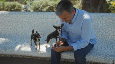 Açık hava bankında oturan orta yaşlı İspanyol bir adam, akıllı bir telefonla uğraşıyor, yanında da şehir parkında iki chihuahua var..