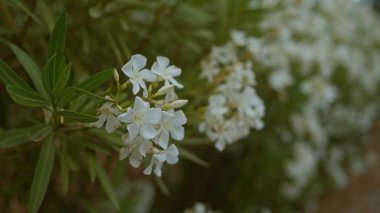 Oleander flowering outdoors in mallorca with clusters of white blossoms surrounded by green foliage, showcasing the beauty of the balearic islands' native flora. clipart