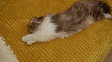 Kabarık tüylü bir kedi evin içindeki sarı bir yatakta uzanıyor, rahat ve rahatlatıcı bir sahne yaratıyor..