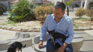 Orta yaşlı İspanyol bir adam güneşli bir günde şehir parkında iki çivava ile oturuyor..
