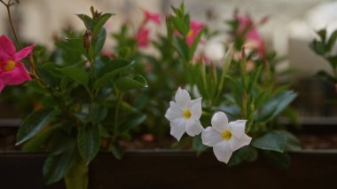 Mandevilla ihtişamının beyaz çiçekleri Puglia 'da bir bahçede yeşil yapraklarla, gündüz vakti İtalya' da.