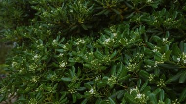 Close-up of pittosporum tobira, or japanese cheesewood, outdoors in puglia, italy, showcasing dense green foliage and small white flower buds. clipart