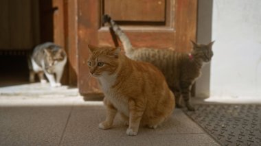 Aralarında kızıl bir kedi ve iki tekir kedinin de bulunduğu üç kedi, güneş ışığında, ahşap bir kapının yanında, kırsal bir ortamda huzurlu ve sıcak bir sahne yaratırken resmedilmiş..