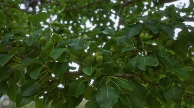 İtalya, Puglia 'da taze meyve ve yeşil yapraklı armut dalları, açık hava büyümesini ön plana çıkarıyor..