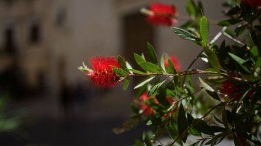 Puglia, İtalya 'daki açık hava sahnesinin bulanık arkaplanına karşı kırmızı çiçekli canlı bir Callistemon dalı Akdeniz bitki örtüsü ve şehir hayatının özünü yakalıyor..