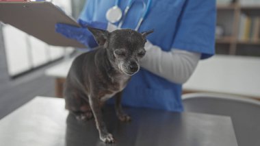 Veteriner bir kadın, kliniğin içinde bir chihuahua köpeğini muayene ediyor. Veterinerlik bağlamında bakım ve profesyonelliği resmediyor..