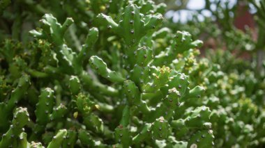 Kaktüs bahçesindeki kanarya adalarına yakın çekim. Yerli kaktüs öforbi kanaryası. Gün ışığında parlak yeşil gövdesi ile lanzarote.