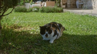 Calico cat lounging on a grassy lawn in a sunny outdoor garden with blurred people in the background. clipart