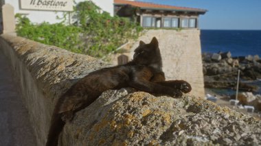 Taştan bir duvarın üzerinde deniz manzarası ve Gelibolu, Puglia, İtalya 'daki binalarla uzanan siyah bir kedi, Salento' nun rahat atmosferini ve mimari cazibesini sergiliyor..