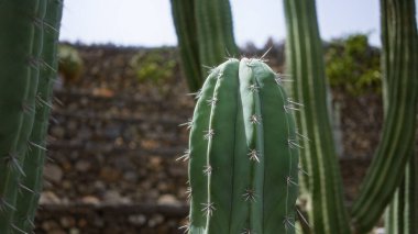 Pachycereus pringlei kaktüsü Lanzarote 'nin kaktüs bahçesine yakın plan, kanarya adaları, gün ışığında taş duvar arkaplanı..