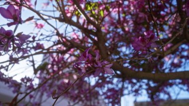 Beautiful pink flowers of the judas tree cercis siliquastrum in full bloom outdoors in southern italy, puglia, showcasing vibrant nature and scenic beauty on a sunny day. clipart