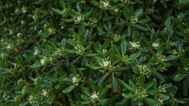 Dense green pittosporum tobira shrub with white flowers in an outdoor setting in puglia, italy. clipart