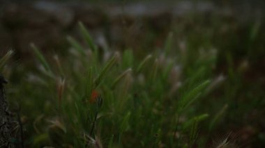 Genellikle tilki kuyruklu arpa olarak bilinen hordeum murinyumuna yakın plan İtalya 'nın Puglia kentindeki doğal yaşam alanında yeşil ve yumuşak, ön planda rüzgar estiren bitkilerle birlikte..