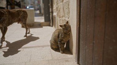 Güneşli bir günde arka planda yürüyen bir köpek ve duvara yaslanmış dinlenen bir kedinin olduğu bir sokak sahnesi..