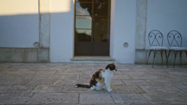 Bir kedi, Puglia, İtalya 'da bir evin önündeki taş verandada sessizce oturur. Yumuşak akşam ışığının altında. Arka planda büyüleyici bir kapı ve boş sandalyelerle..