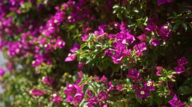 Canlı bougainvillea çiçekleri, canlı pembe renklerini, Puglia, Güney İtalya 'daki açık bir bahçede yemyeşil yapraklara karşı sergiliyorlar..