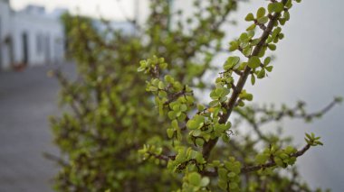 Ilık portulacaria afra fundalığı Küba 'da, alacakaranlıkta, Lanzarote' deki açık kanarya adasında yeşil yaprakları gösteriyor.