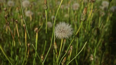 A field of mature wild lettuce, or lactuca virosa, with a prominent seed head among green stems, captured in puglia, southern italy. clipart