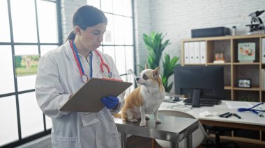 Modern bir veteriner kliniğinde Chihuahua köpeğini muayene ederken not alan genç bir İspanyol kadın veteriner..