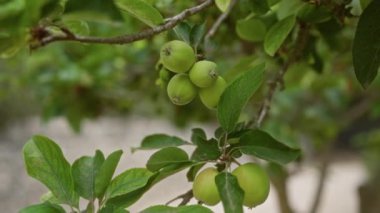 Yeşil elma dalı ile olgunlaşmamış elmalar açık havada Akdeniz botanik doğasını ve yazın canlı yaprakları sergiliyor.