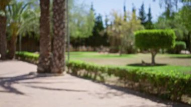 Güneşli bir günde palmiye ağaçları, patika, yeşillik ve odağını kaybetmiş doğal bir arka plan içeren bulanık bir açık hava Bokeh Parkı sahnesi.