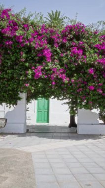 Haria, Lanzarote 'deki yeşil kapının yanında canlı bir bougainvillea altında yürüyen kadın güneşli havanın ve manzaralı güzelliğin tadını çıkarıyor.