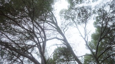 Mallorca 'daki pinus halepensis ağaçlarının gölgelik manzarası, Balear adaları, yoğun dalları ve ötesindeki berrak gökyüzünü gösteriyor.