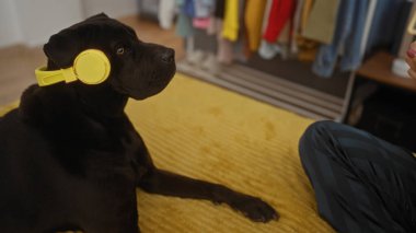 Sarı kulaklık takan labrador köpeği, arka planda gardırobu olan rahat bir yatak odasında sarı bir yatak örtüsünün üzerinde oturuyor..