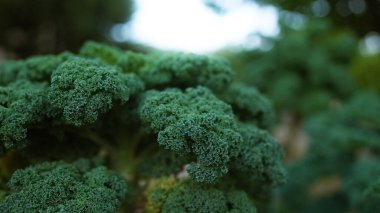 Mallorca 'daki kale bitkileri, gün boyunca açık bir bahçede yemyeşil yapraklarla bezenmiş.