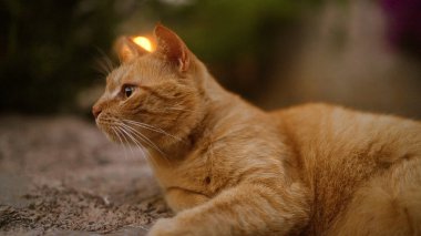 Kızıl kedi, altın saat aydınlatması sırasında sakin bir bahçedeki uzaklığa bakarak yatar..